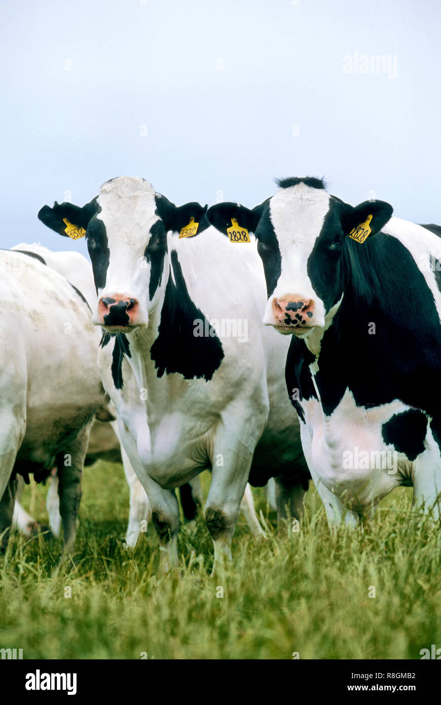 Holstein mucche al pascolo in pascoli verdi, metà luglio, Foto Stock