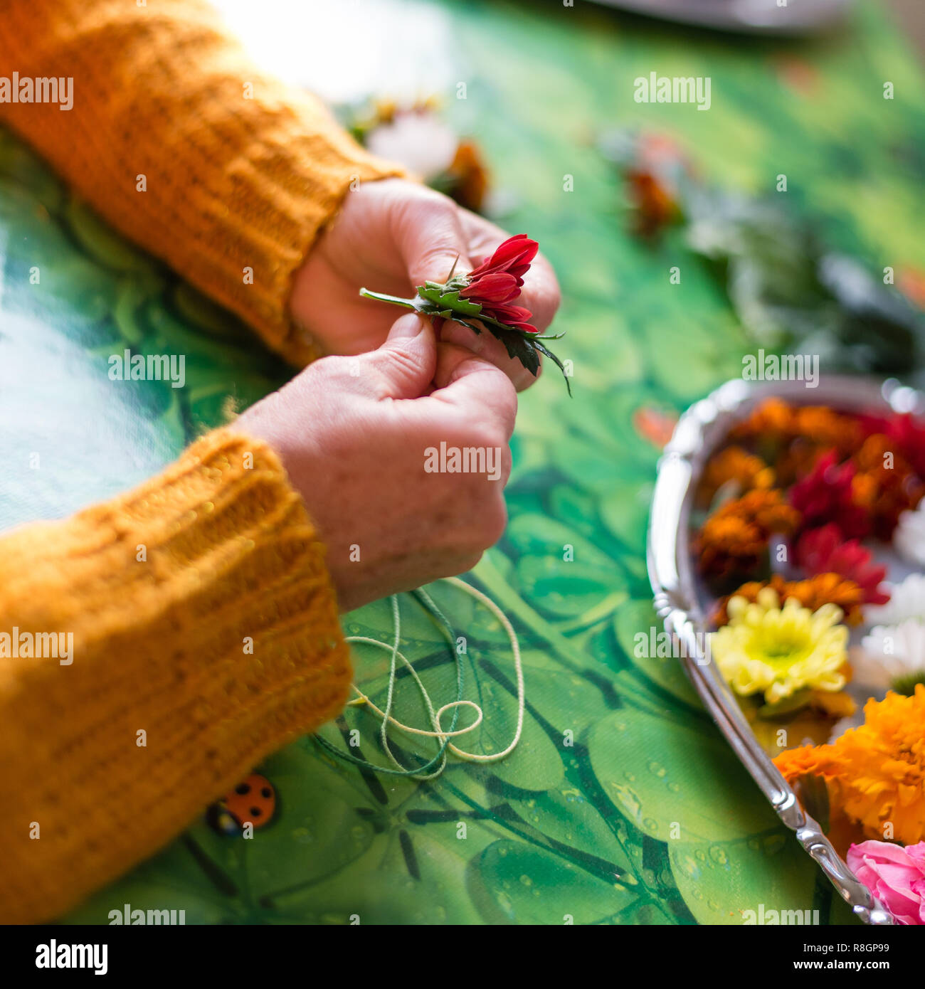 Le mani di un giovane devoto che costruire una collana di fiori da offrire  ai loro Gurur. Tra i fiori vi sono foglie verdi come la bellezza Foto stock  - Alamy