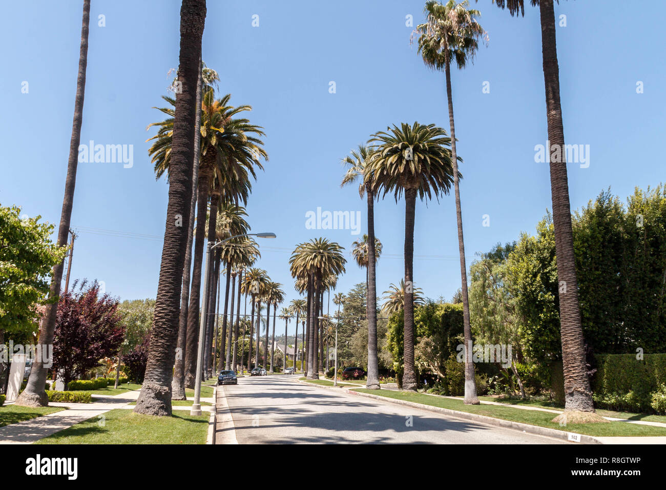 Palme linea a Beverly Hills street Foto Stock