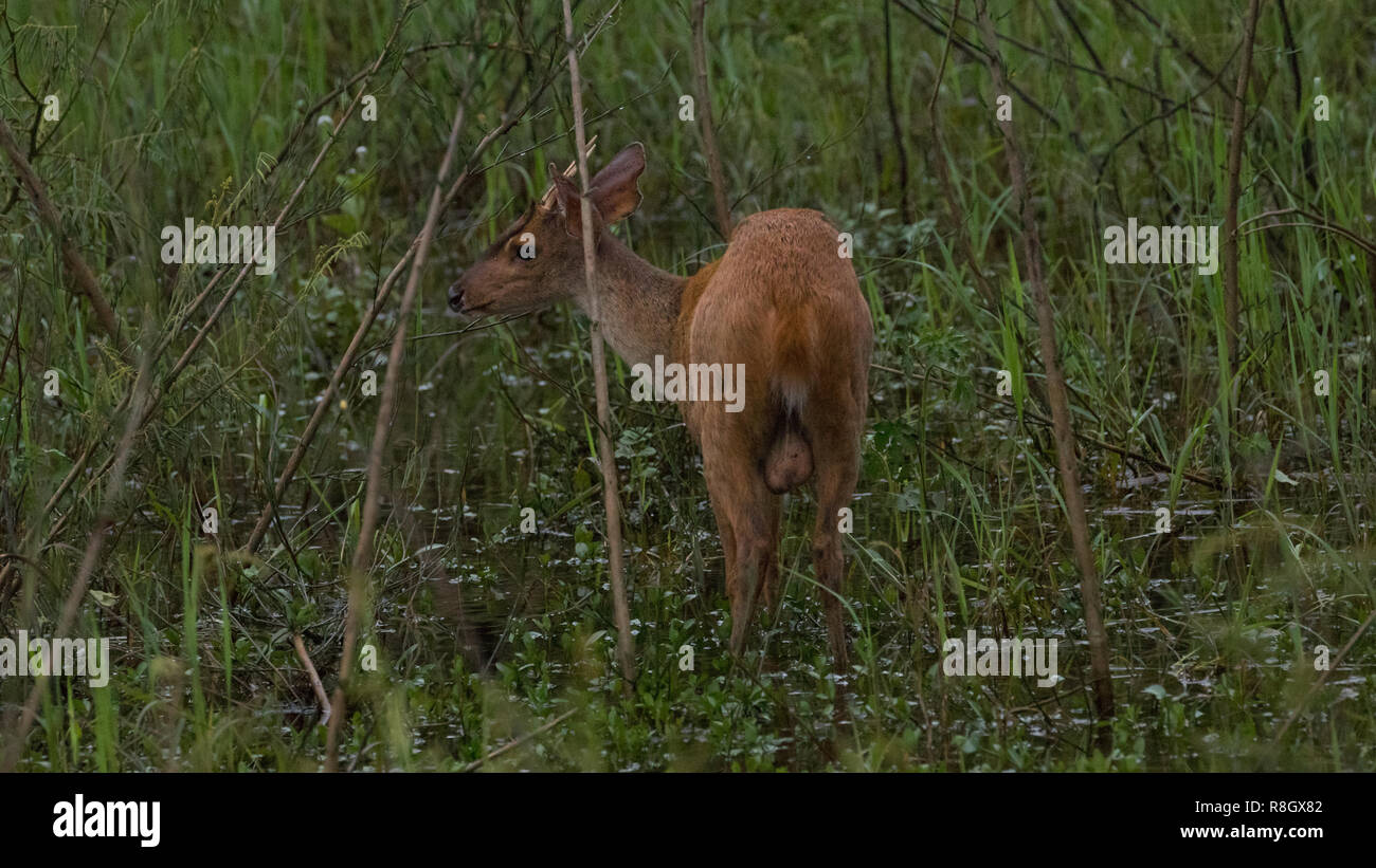 Brown Brocket nel Pantanal Foto Stock