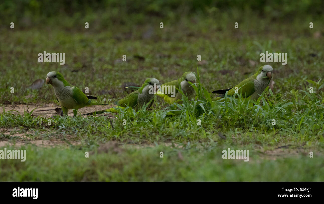 Cavalaria (Paroaria capitata) nel selvaggio a Pantanal, Brasile Foto Stock