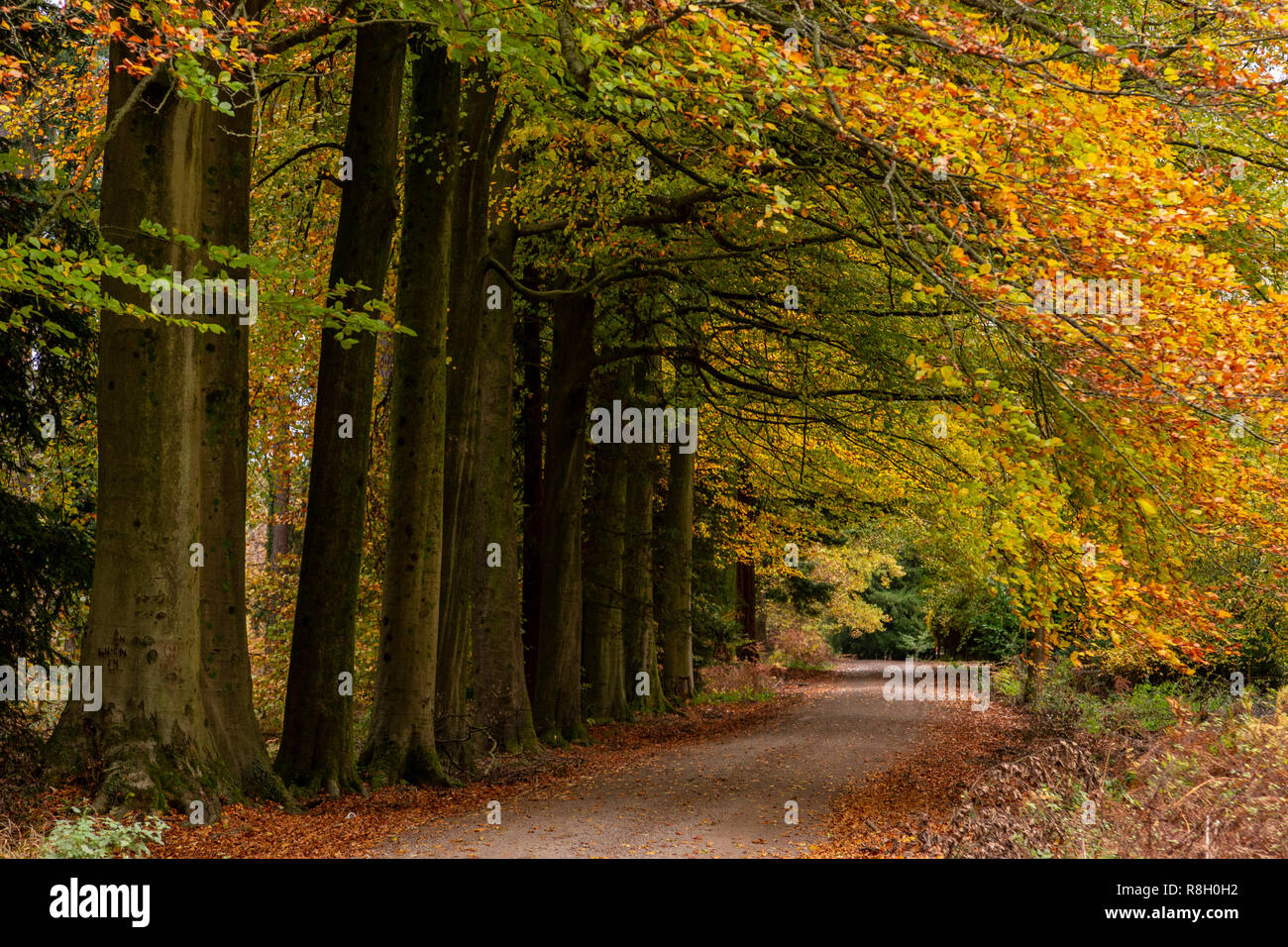 Alberi in autunno di colori a Beechenhurst nella Foresta di Dean, Gloucestershire, Inghilterra Foto Stock