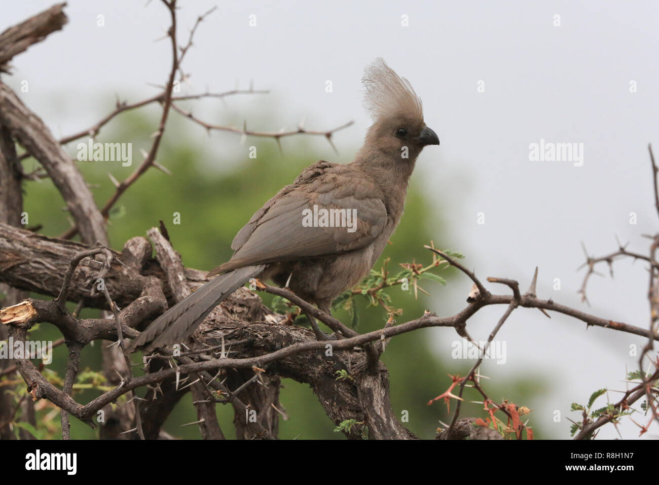 Grigio Go-away-bird seduto in una struttura ad albero nella Moremi Game Reserve, a nord-ovest di distretto, il Botswana. Foto Stock