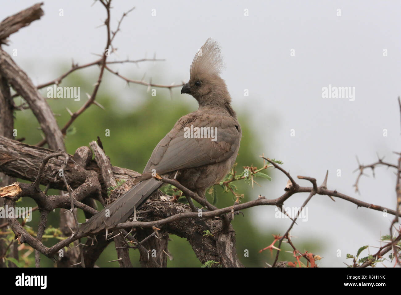 Grigio Go-away-bird seduto in una struttura ad albero nella Moremi Game Reserve, a nord-ovest di distretto, il Botswana. Foto Stock