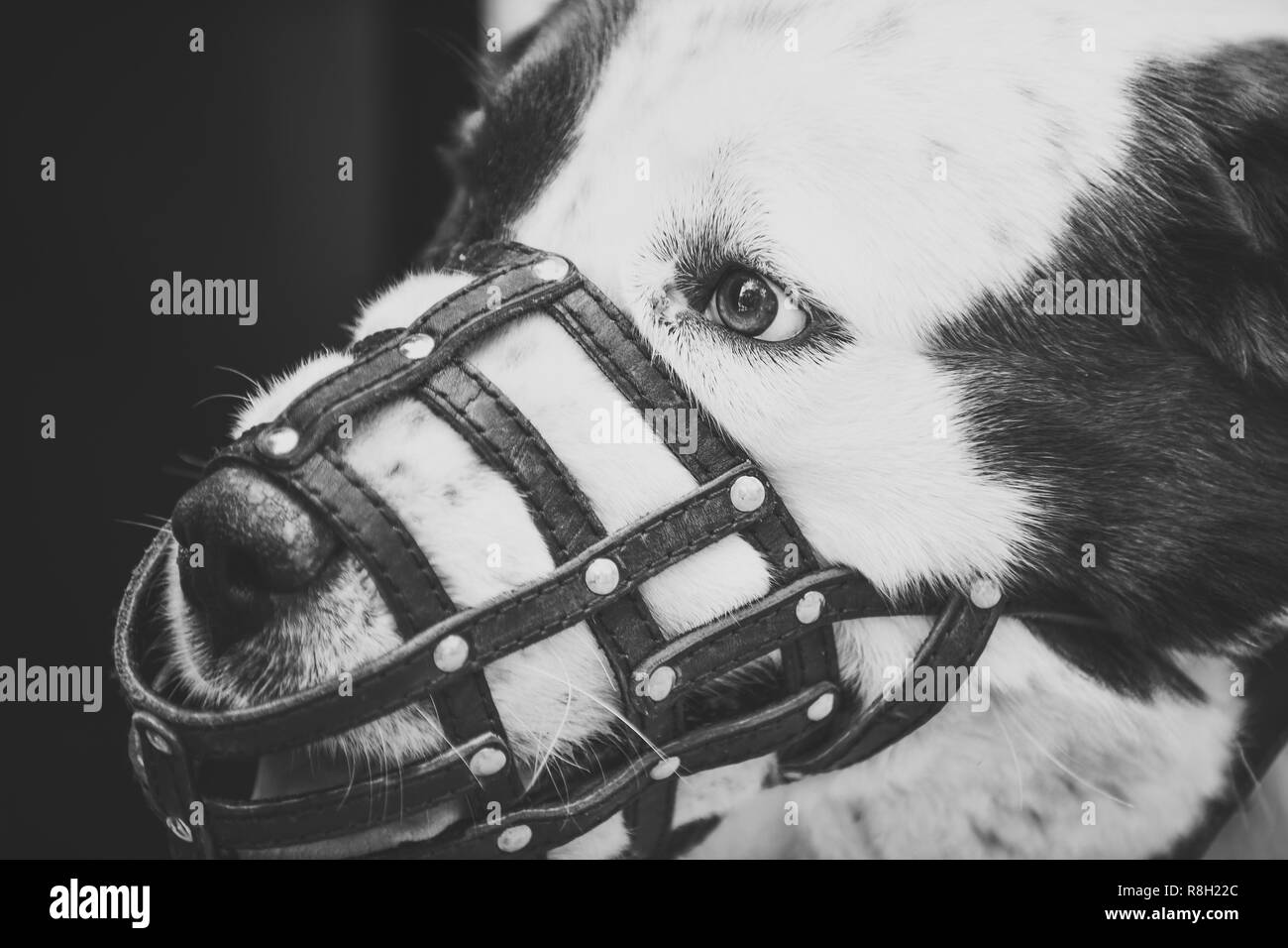 Usura del cane museruola in pelle Foto Stock