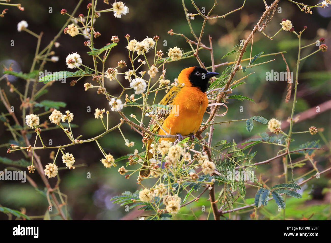 Speke's Weaver appollaiato su un ramo di fiori nel Parco Nazionale del Serengeti, Tanzania. Foto Stock