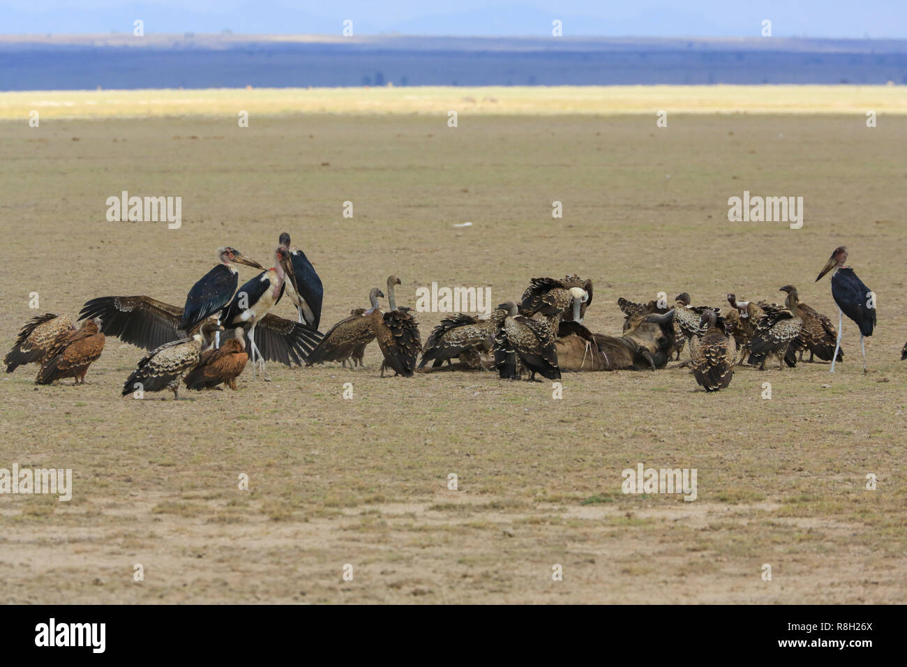 Gli avvoltoi e Marabou cicogne alimentarsi di una carcassa in corrispondenza di Amboseli Parco Giochi, Kajiado County, in Kenya. Foto Stock