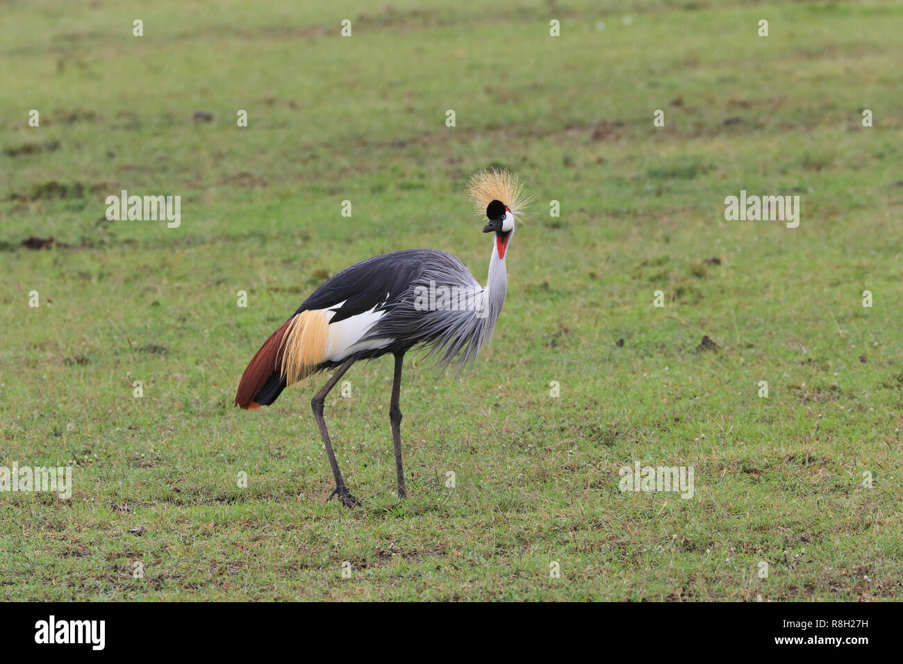 Grey Crowned Crane a Masai Mara Game Camp nella contea di Narok, Kenya con leggera pioggia caduta. Foto Stock