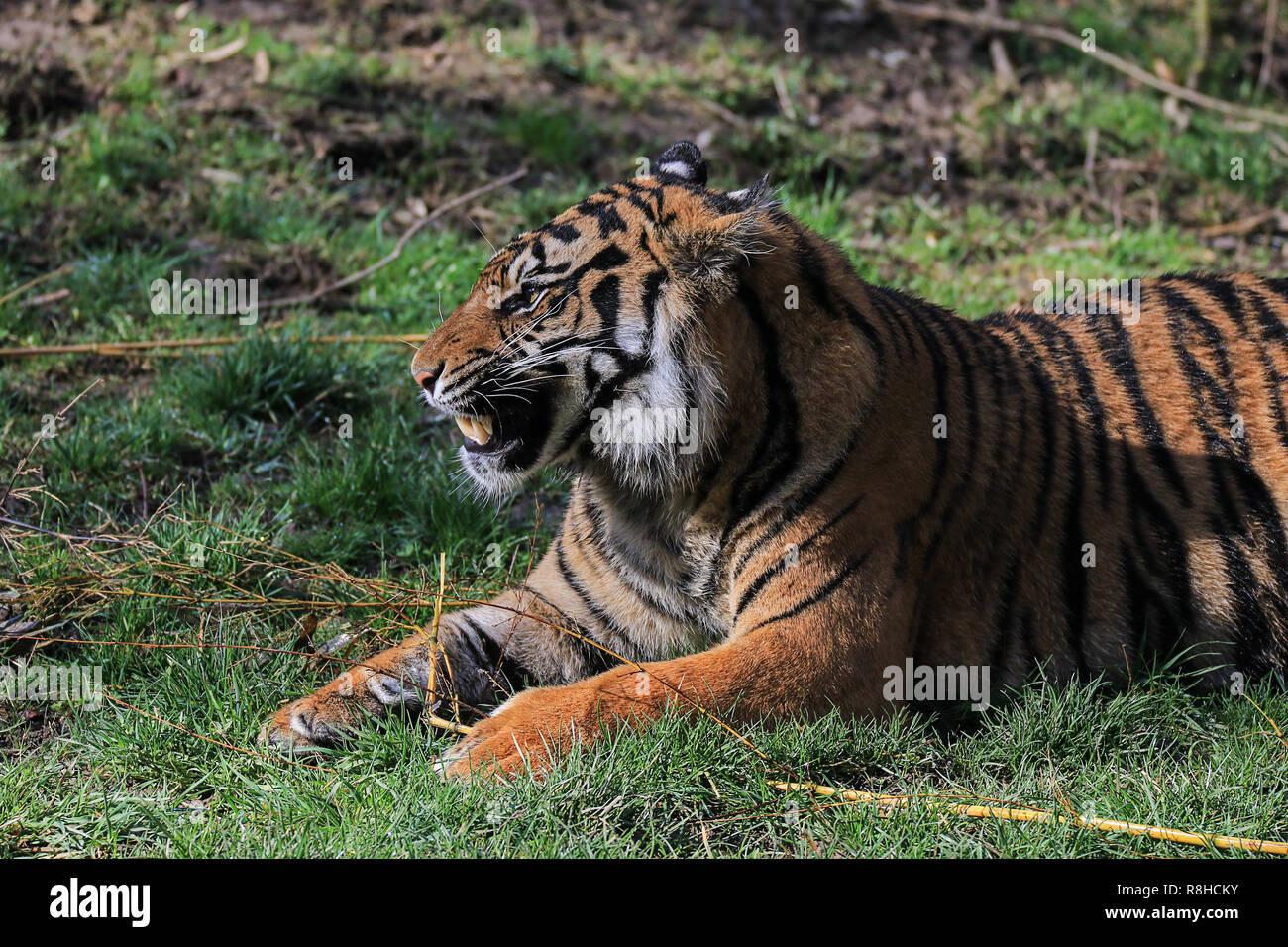 La tigre di Sumatra magnifico animale Foto Stock