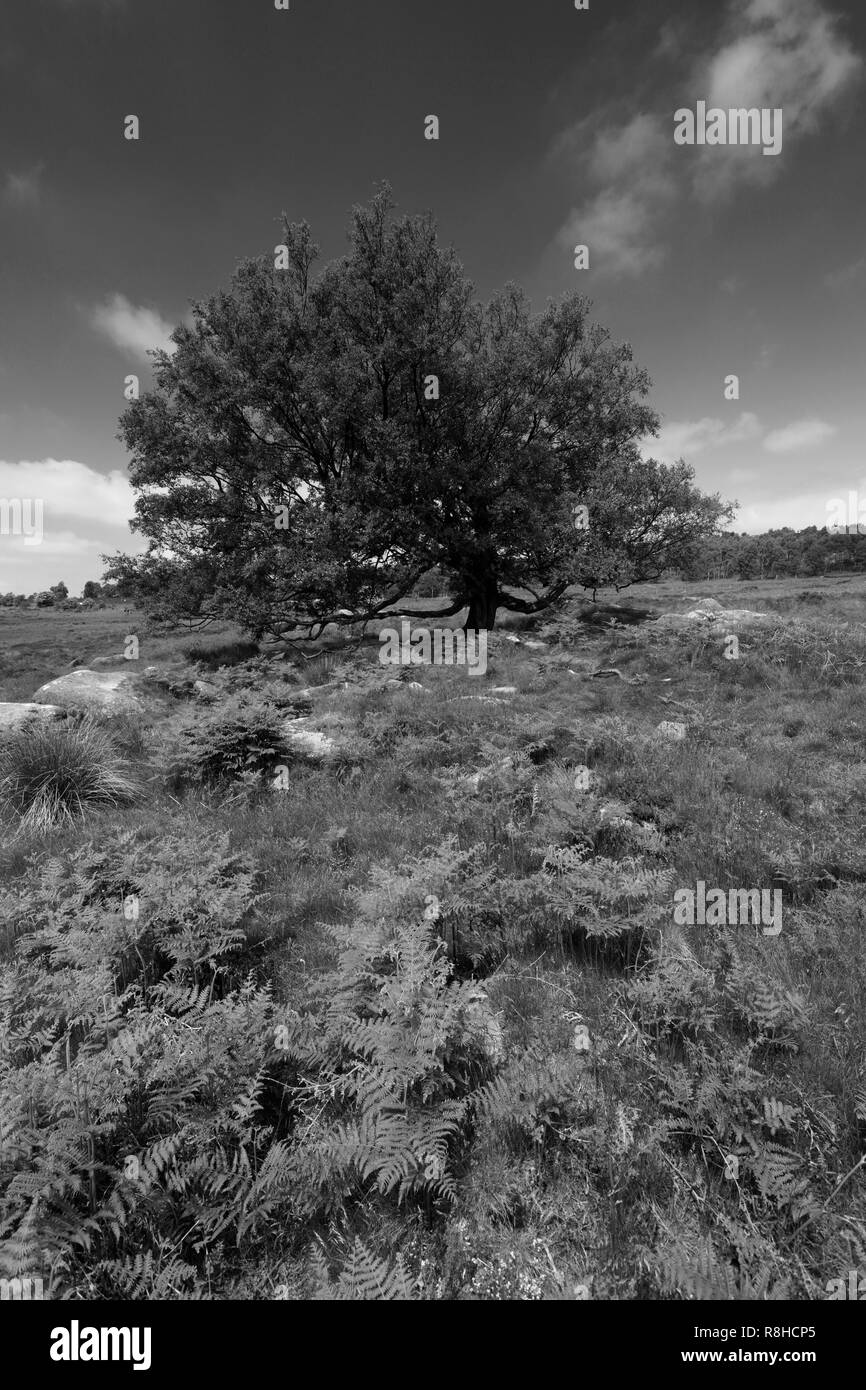 Oak Tree sul campo Lawrence, Grindleford village, Derbyshire County; Parco Nazionale di Peak District; Inghilterra; Regno Unito Foto Stock