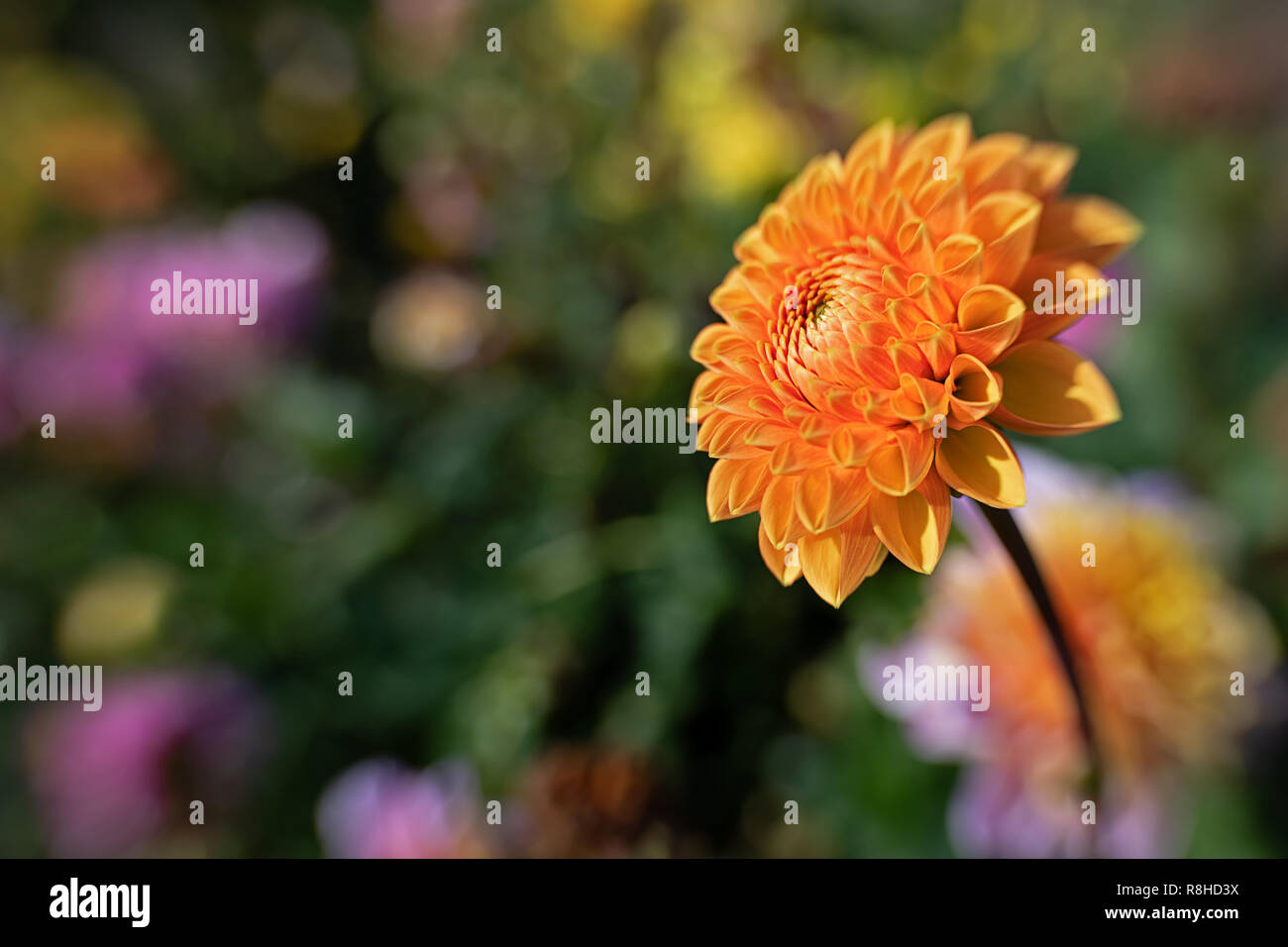 Magnifiche dalie in fiore Foto Stock