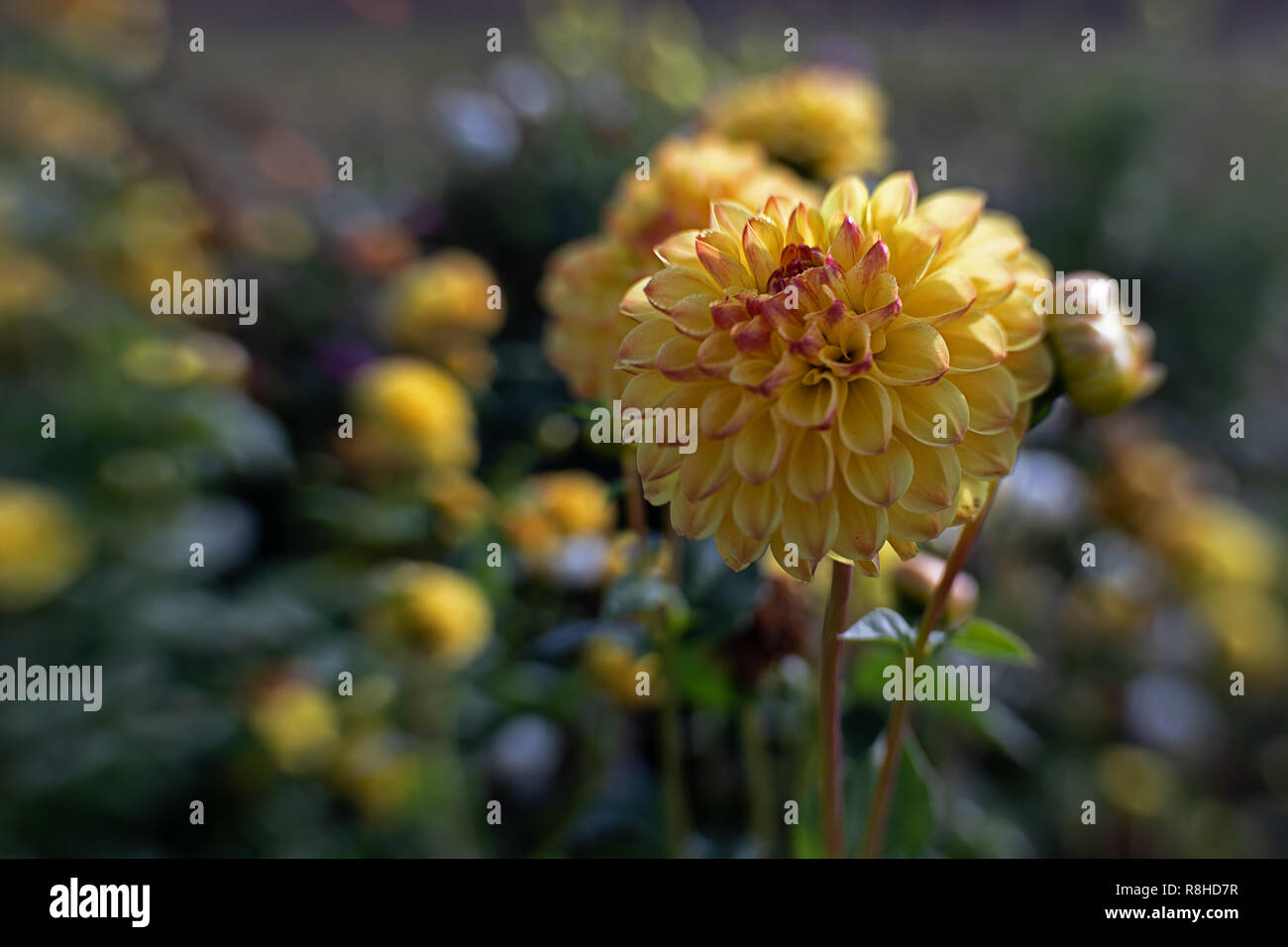 Magnifiche dalie in fiore Foto Stock