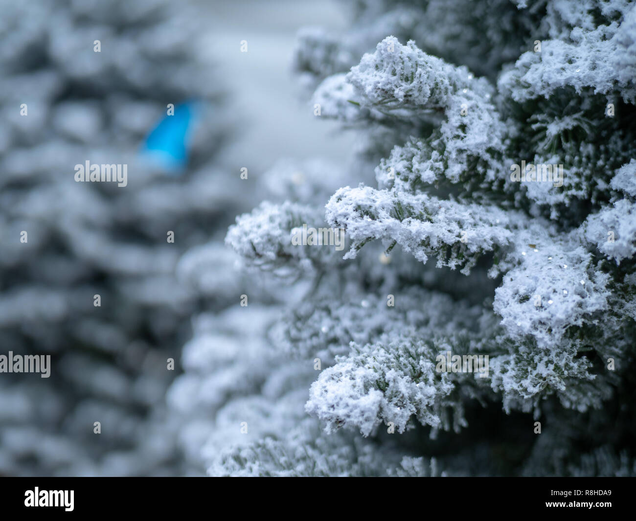 Close up di rami di alberi coperti in alcuni bright bianco della neve Foto Stock