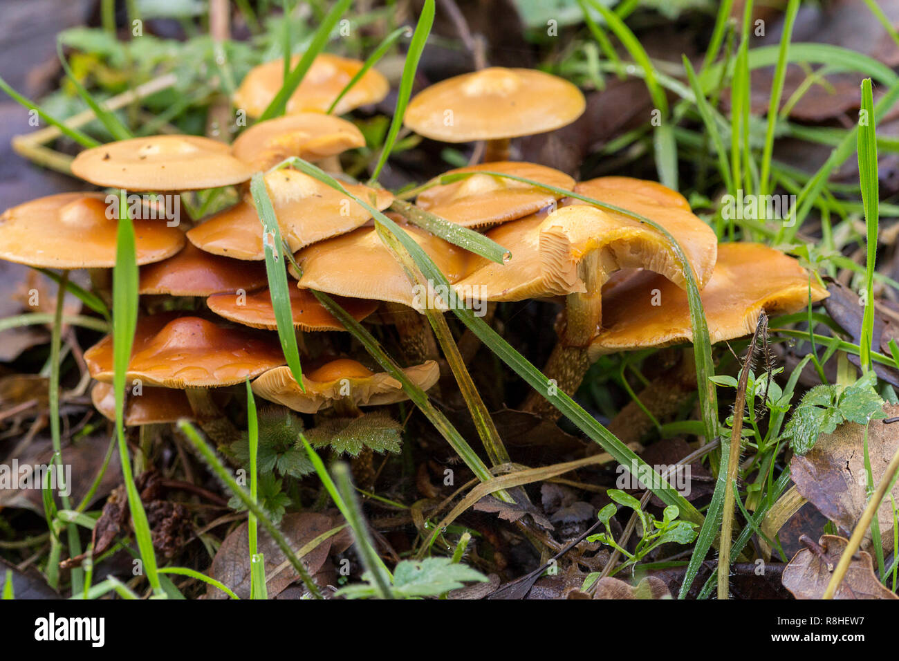Funghi fungo fungo toadstool giallo arancione Foto Stock