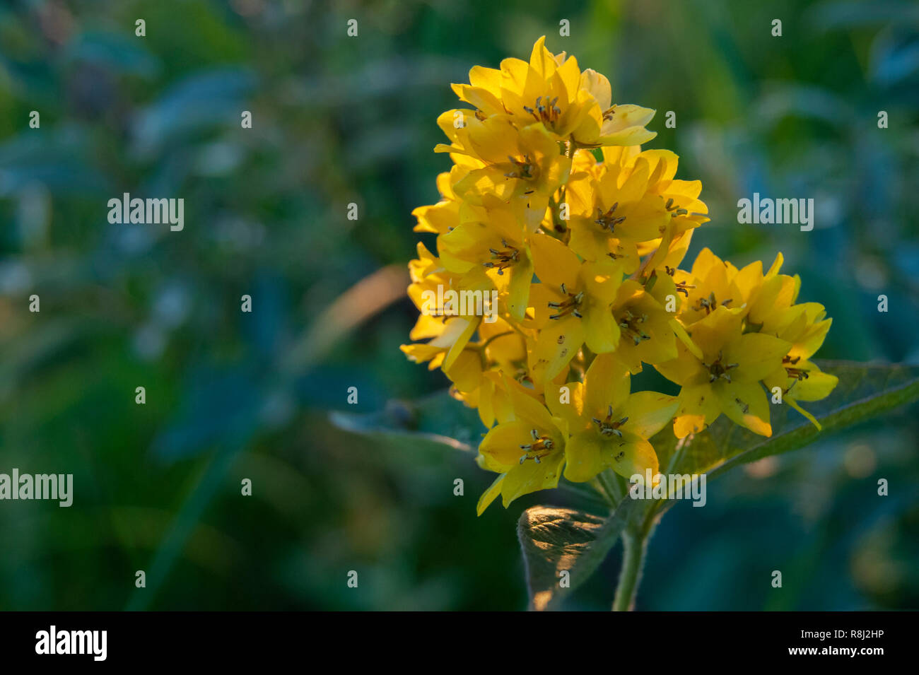 Infiorescenza di fiori di colore giallo per la fotografia macro. Live Colour senza trasformazione Foto Stock