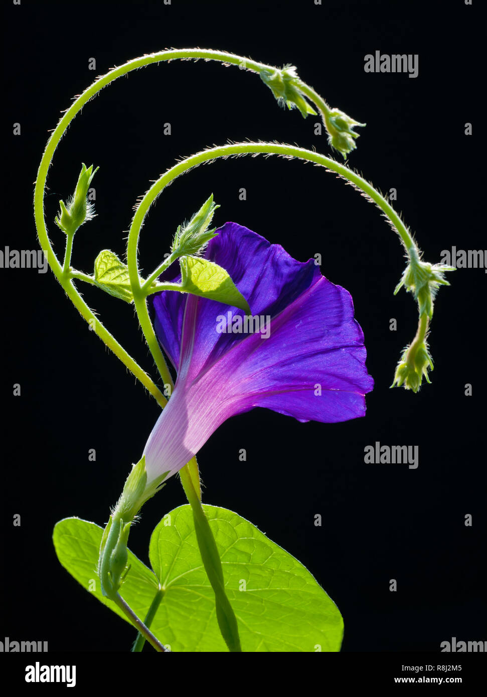 Comune di gloria di mattina (Ipomoea purpurea) retroilluminati da Sun Foto Stock