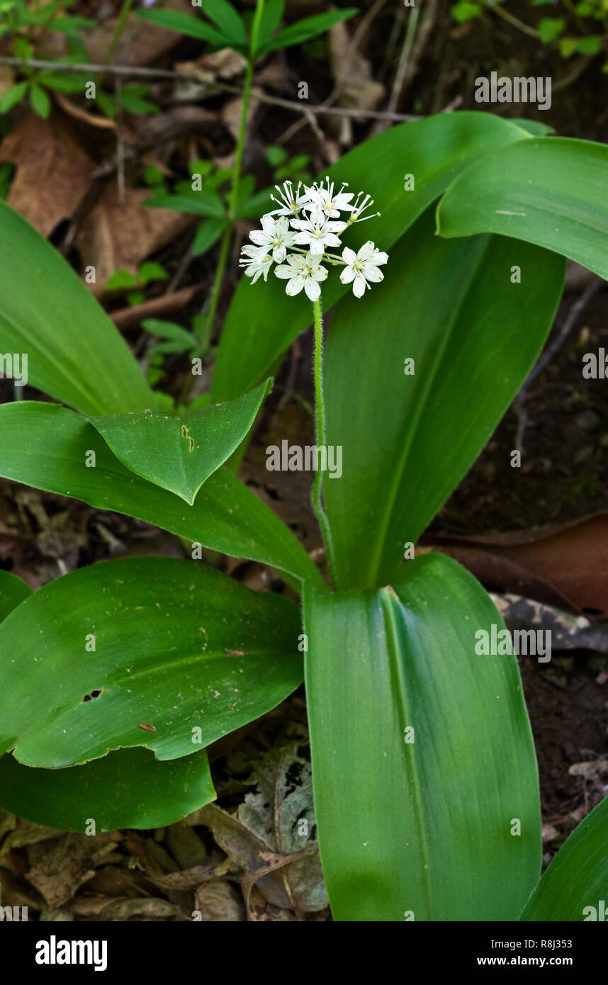 Bluebead bianco giglio bianco (clintonia Clintonia umbellulata) sul suolo della foresta di George Washington National Forest in Southern Virginia in primavera. Foto Stock