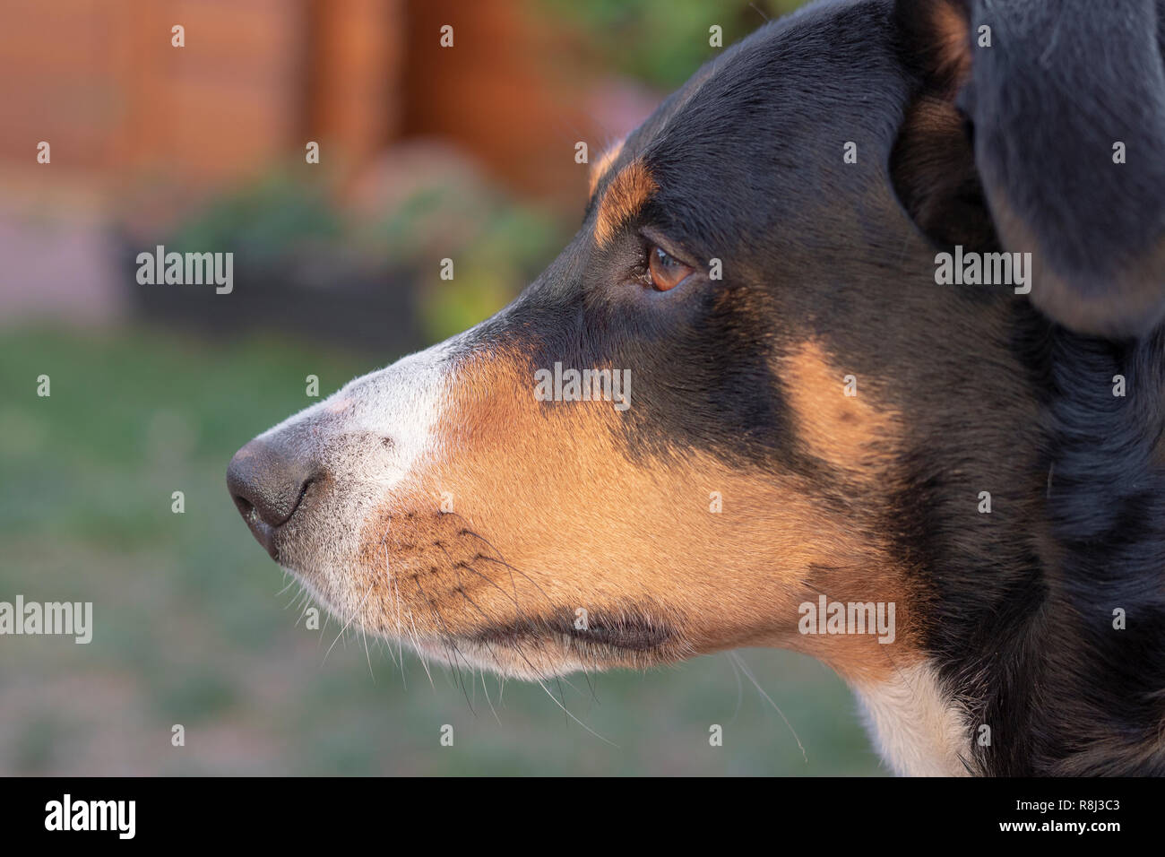 La Appenzeller il cane da montagna che pongono al di fuori Foto Stock