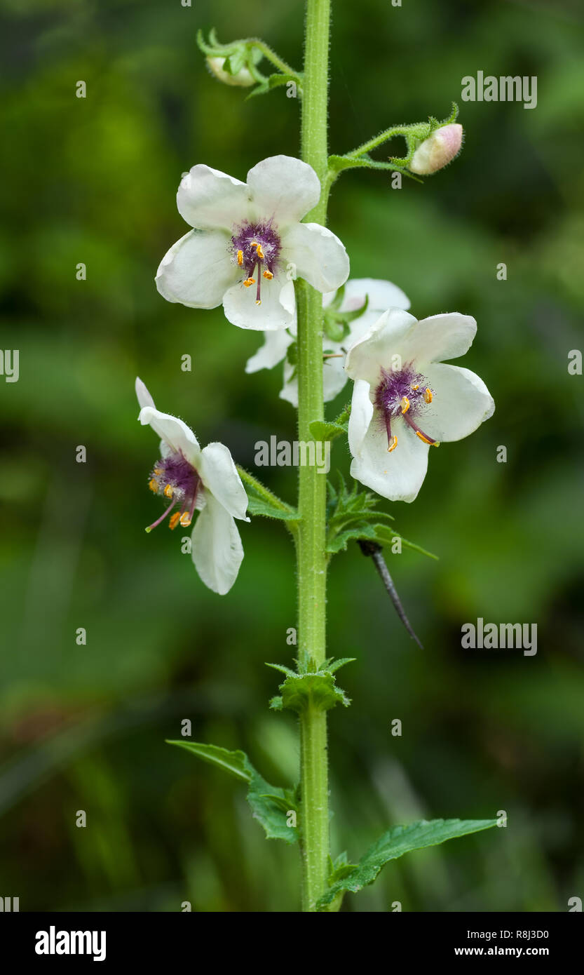 La tignola mullein (Molène blattaria) in Virginia centrale a metà maggio Foto Stock