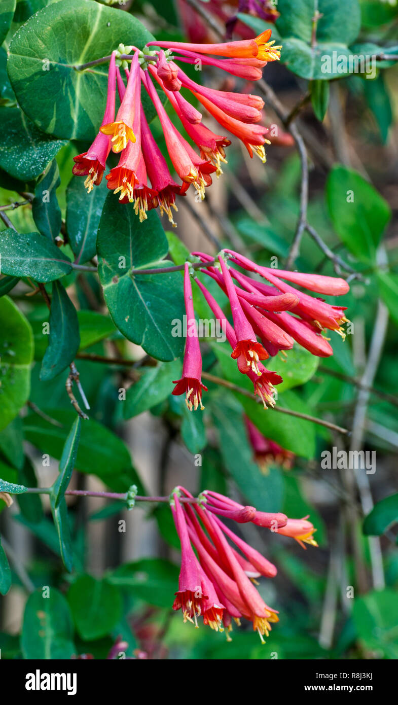 Fiori e foglie di tromba (caprifoglio Lonicera sempervirens), una fiorente vite nativo della southeastern U.S. Fotografato in Virginia centrale i Foto Stock