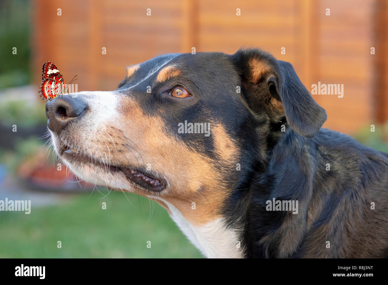 Farfalla sul naso del cane. Funny dog che sedeva su una farfalla naso. Concettualmente - cani in natura. Ecologia, emozioni positive Foto Stock