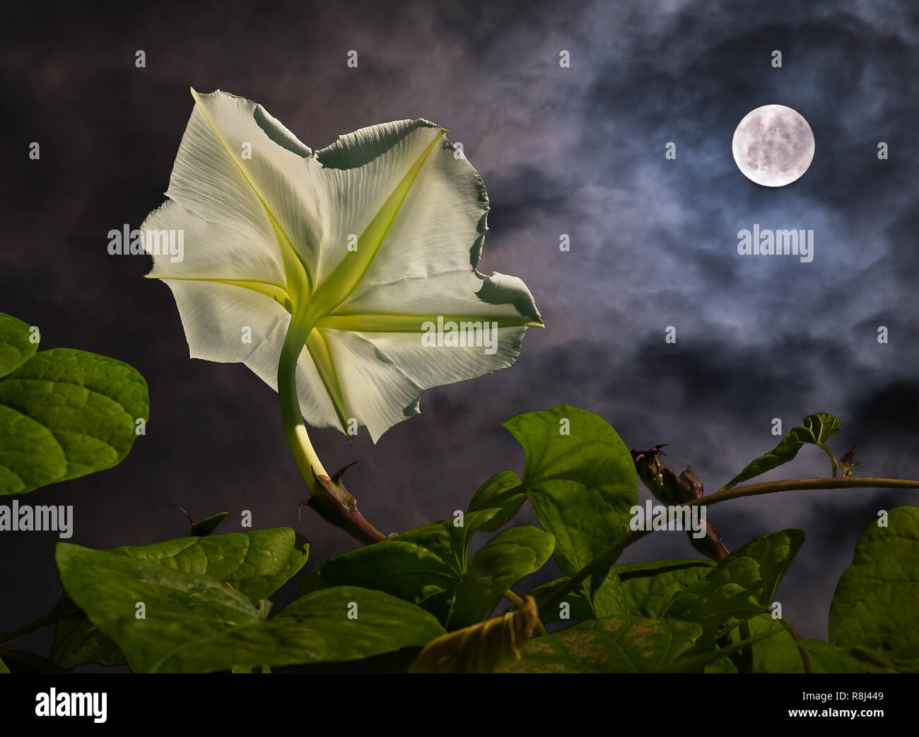 Fiore di luna (Ipomoea alba) con la luna piena (composito). Luna fiori, membri della famiglia morningglory (Convolvulaceae) fiorisce di notte e sono pollin Foto Stock