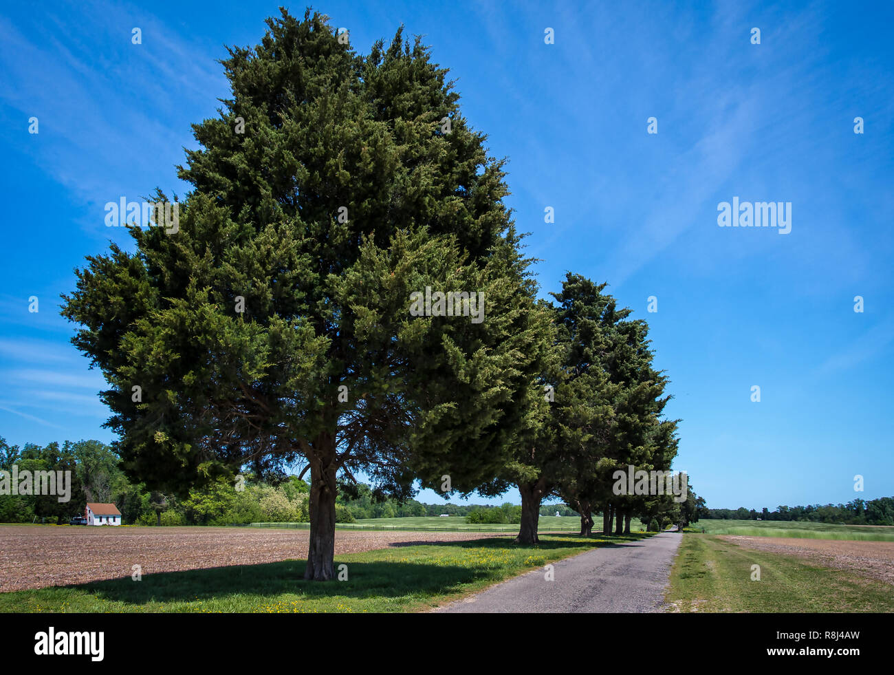 Redcedar orientale (Juniperus Virginiana), chiamato anche il cedro rosso, orientale, Ginepro ginepro rosso, matita cedro cedro aromatico. Fila di alberi sono stati piantati " Foto Stock