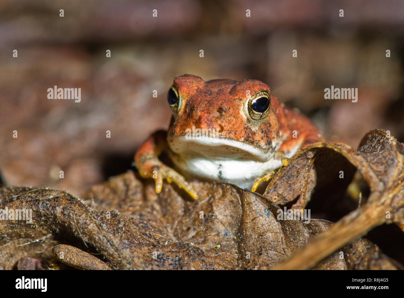 Vivacemente colorato American toad (Bufo Americanus) a caccia di prede su un pavimento di foresta in Virginia centrale. Foto Stock