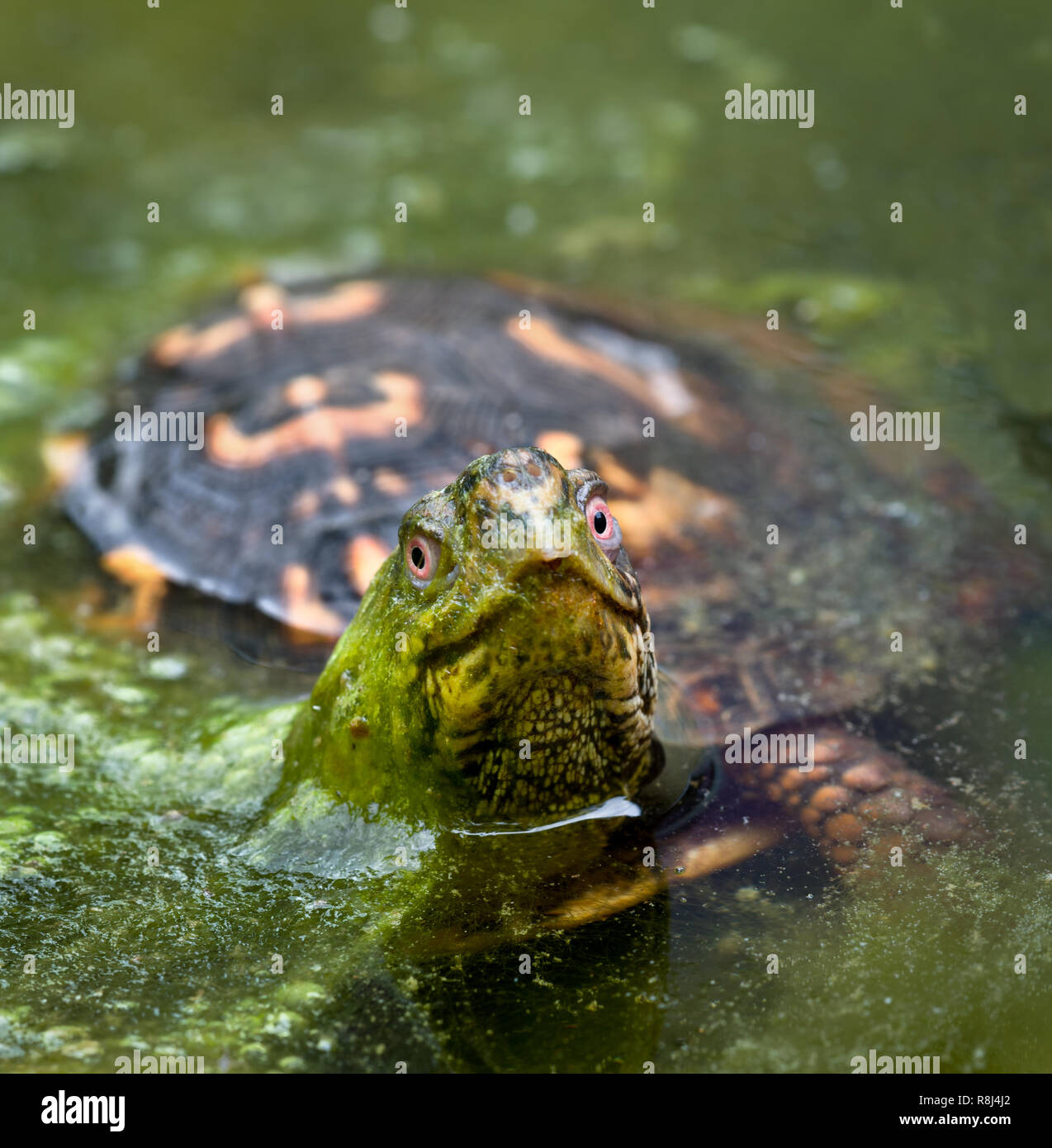 Scatola orientale tartaruga (Terrapene carolina carolina) in stagno, inserimenti della testa attraverso le alghe per osservare i suoi dintorni. Box le tartarughe marine non sono acquatiche Foto Stock