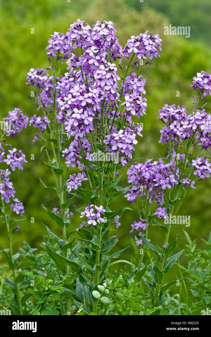 Dame's Rocket (Hesperis matronalis) in Virginia centrale in primavera. Questa bella ma altamente invasive aliene impianto si è affermata in tutto n. Foto Stock