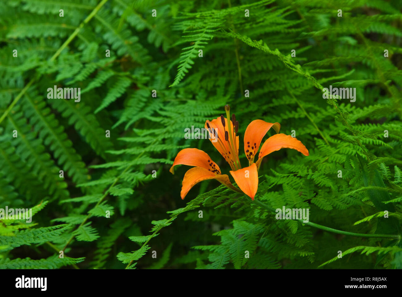 Giglio di legno (Lilium philadelphicum) crescente tra le felci in Massachusetts centrale. Foto Stock