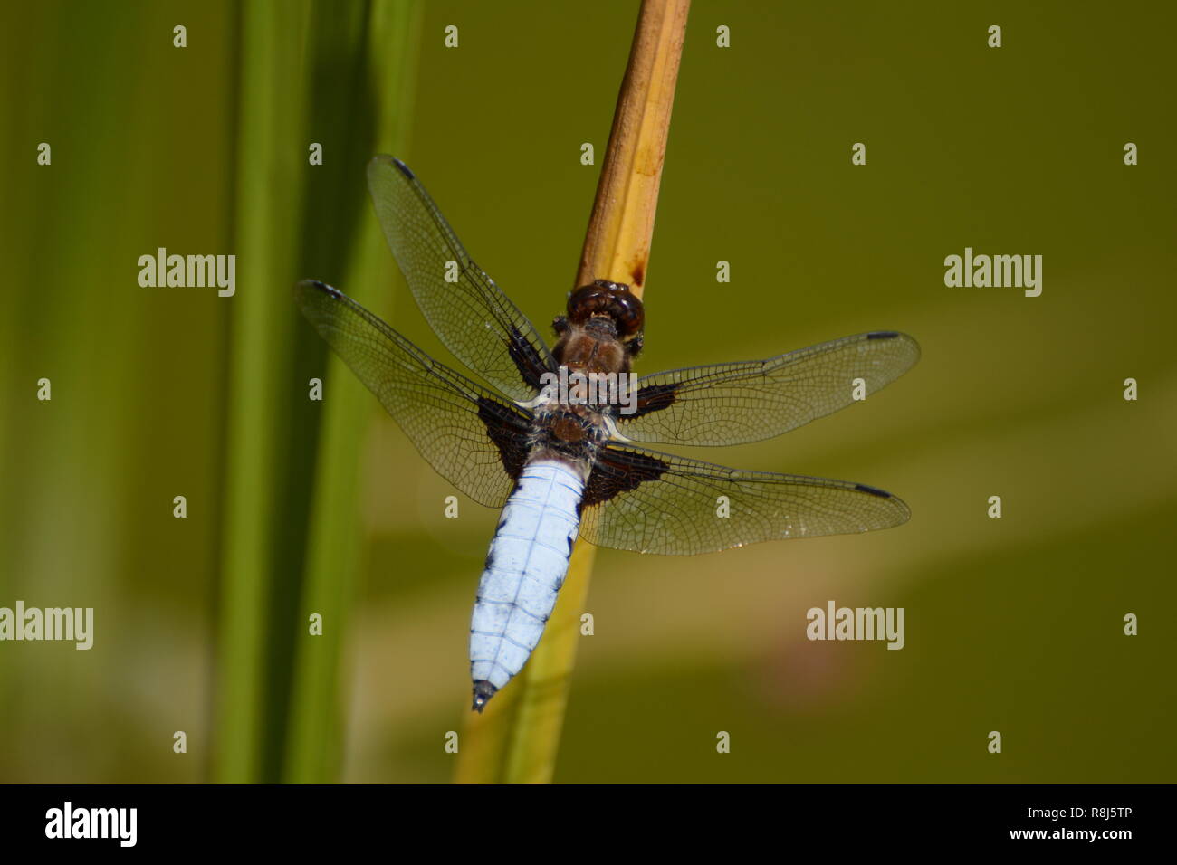 Dragon-fly sul pettine Foto Stock