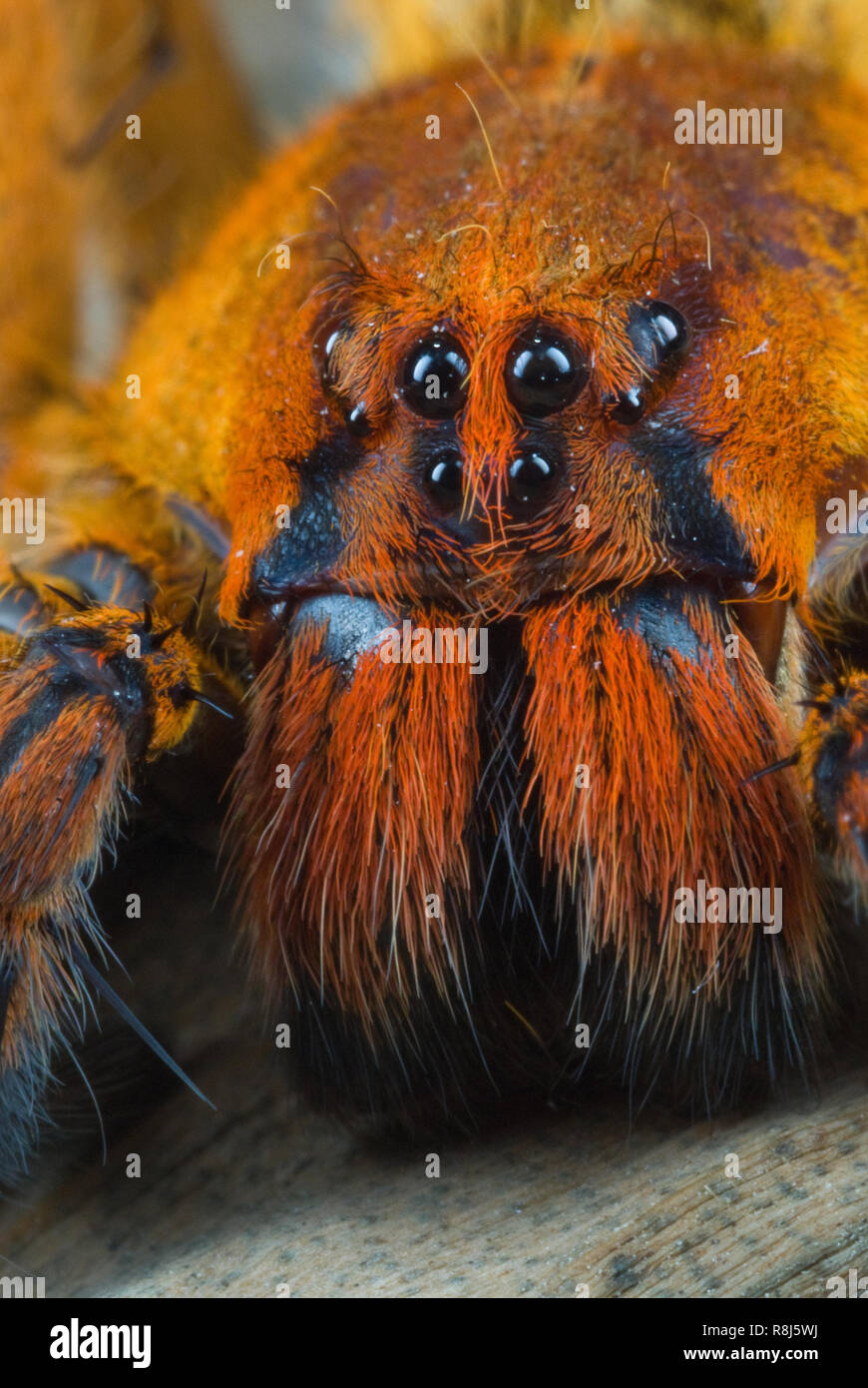 Close-up di vagabondaggio spider (Cupiennius getazi). Nota otto occhi e capelli grande coperta di ganasce (chelicerae) sotto gli occhi. Ragno di grandi dimensioni si aggira intorno Foto Stock