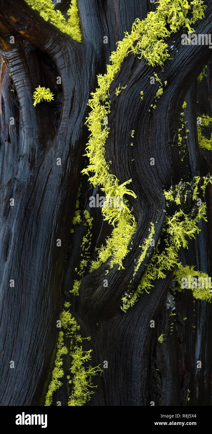 Lupo lichen (Letharia vulpina) su caduto western ginepro (juniperus occidentalis) trunk in Newbury vulcani monumento nazionale vicino a Bend, Oregon Foto Stock