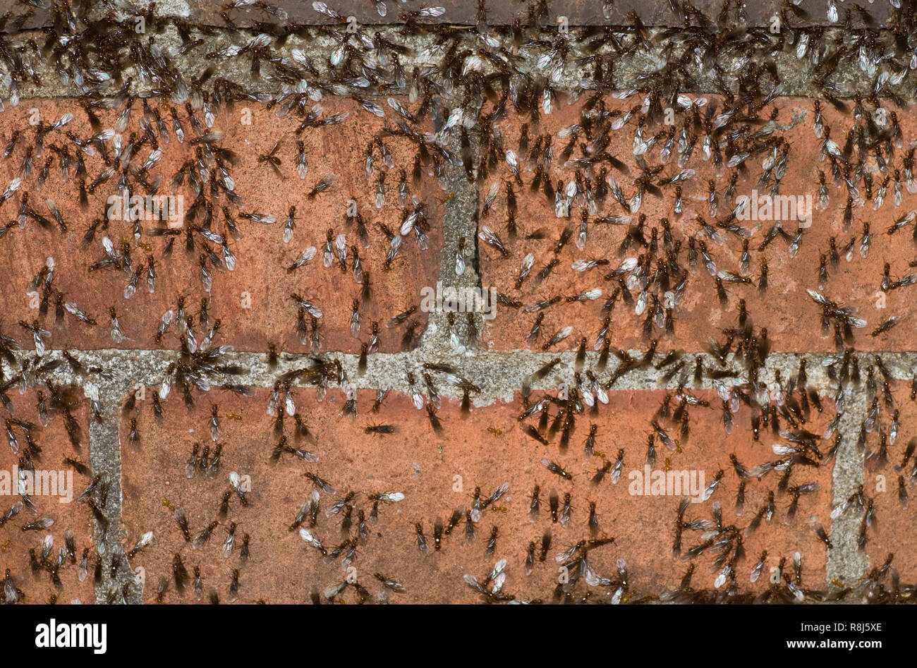 'Pavement' formiche (Tetramorium caespitum) sciamare sul muro di mattoni prima di decollare per accoppiarsi e stabilire la nuova colonia in Virginia centrale. Questa specie è Foto Stock