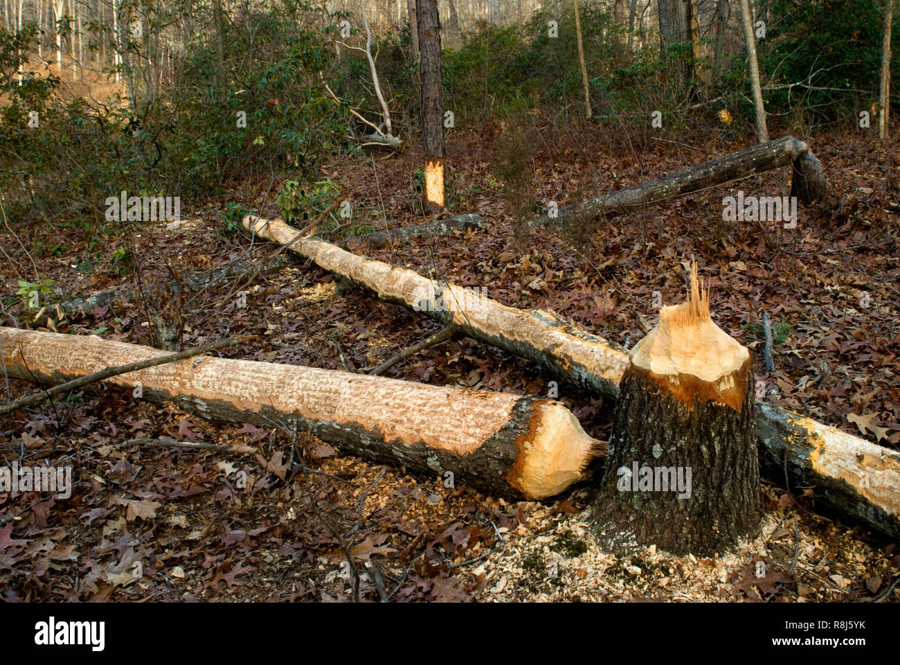 Lavoro fresco di castori (Castor canadensis) all'Ivy Creek Area naturale in Albemarle County, Virginia, Stati Uniti d'America, in inverno. Gli alberi sono stati tagliati prima verso il basso e Foto Stock