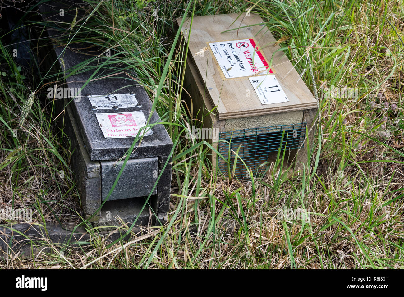 Impostare trap sull isola di Kapiti--un nativo il santuario degli uccelli al largo dell'Isola del nord della Nuova Zelanda. I trap vengono impostati per catturare stoats (Mustela erm Foto Stock