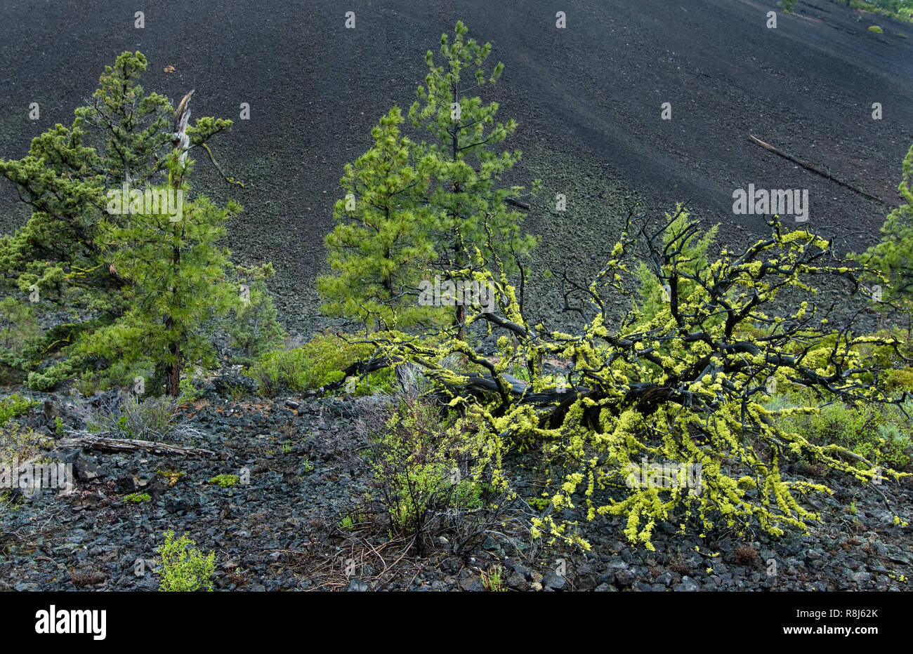 Lupo lichen (Letharia vulpina) su caduto western tronco di ginepro (Juniperus occidentalis) in Newbury vulcani monumento nazionale vicino a Bend, Oregon. Volc Foto Stock