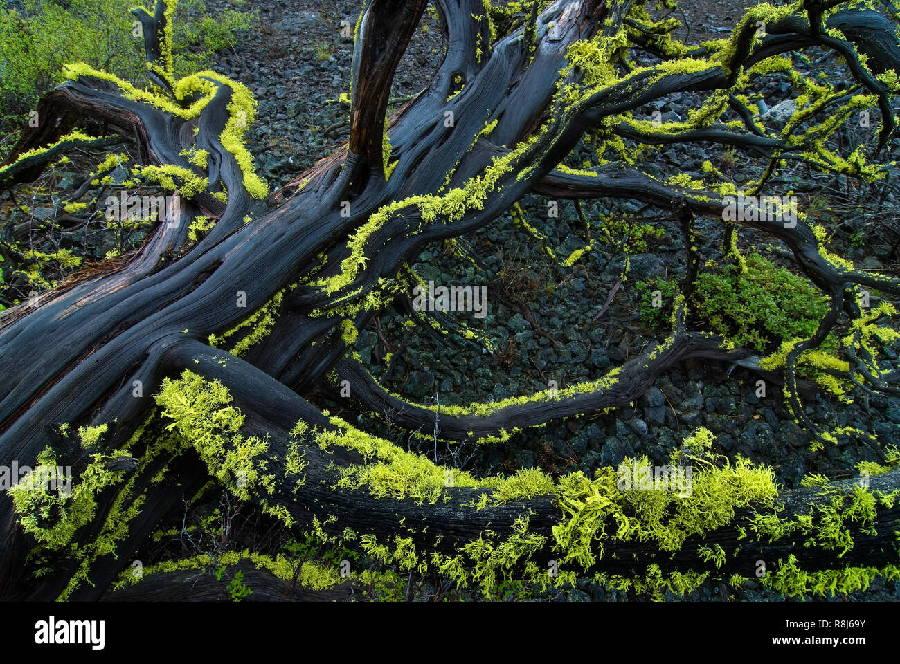 Lupo lichen (Letharia vulpina) su caduto western tronco di ginepro (Juniperus occidentalis) in Newbury vulcani monumento nazionale vicino a Bend, Oregon Foto Stock