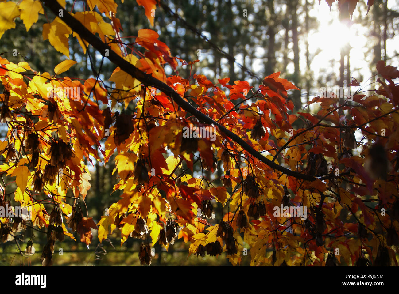 Guardando attraverso un ramo di rosso e giallo di foglie di acero verso il sole con alberi verdi in background in autunno nei pressi di Hinckley Minnesota Foto Stock