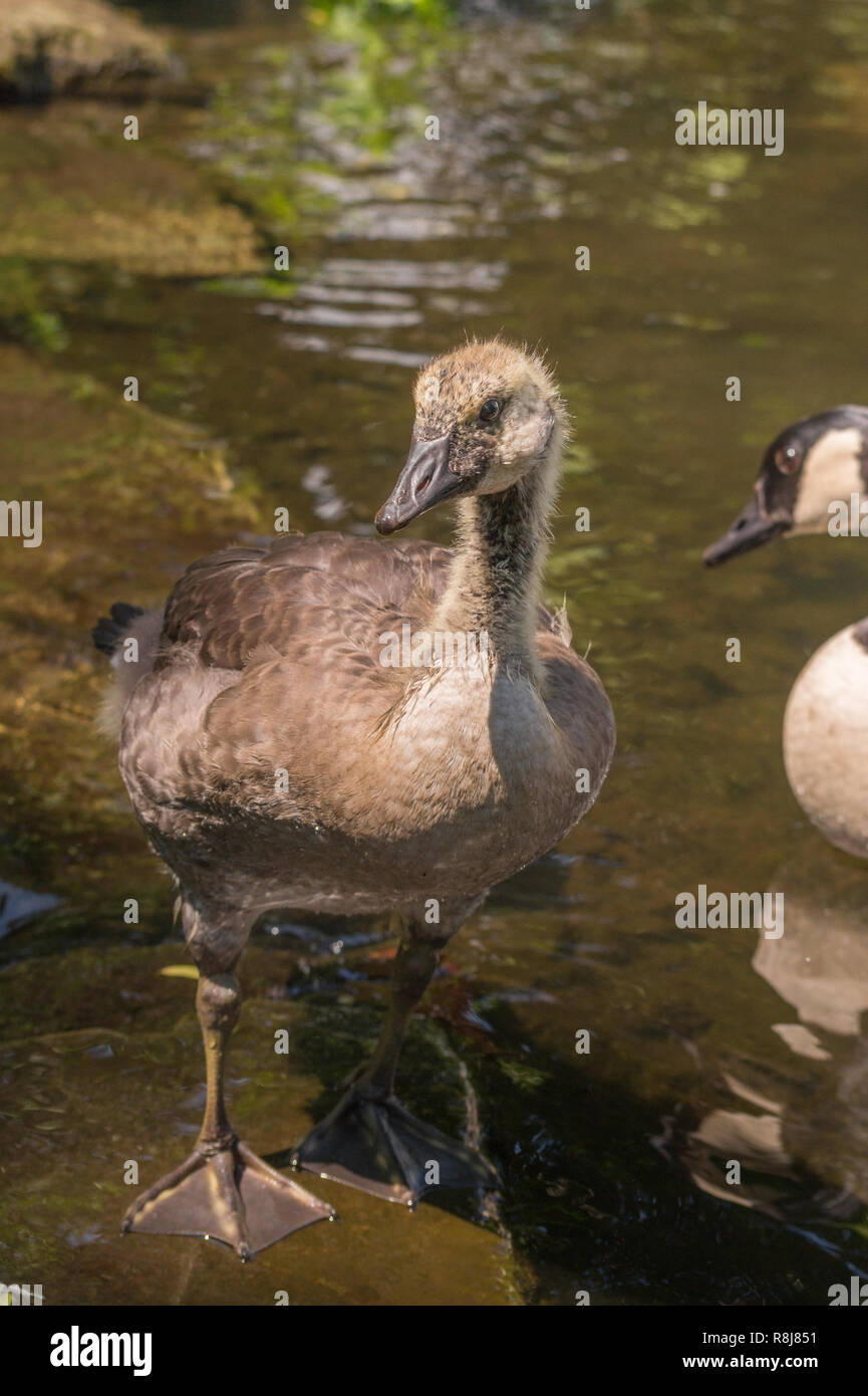 Close-up di un giovane Canada goose (Branta canadensis) al lago. Foto Stock