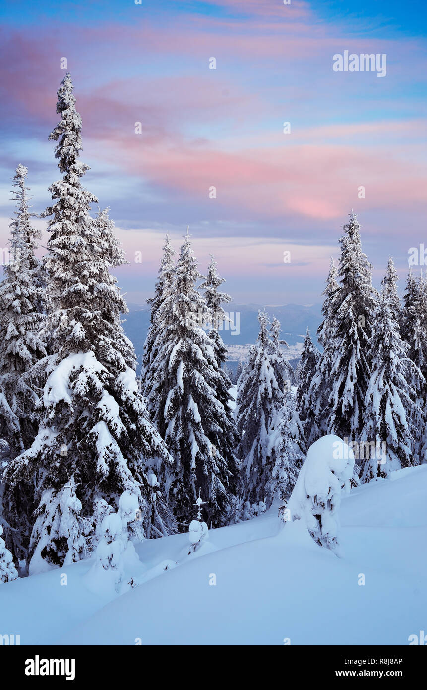 Paesaggio invernale su una fredda sera dopo il tramonto. La foresta di conifere in montagna sotto la neve Foto Stock
