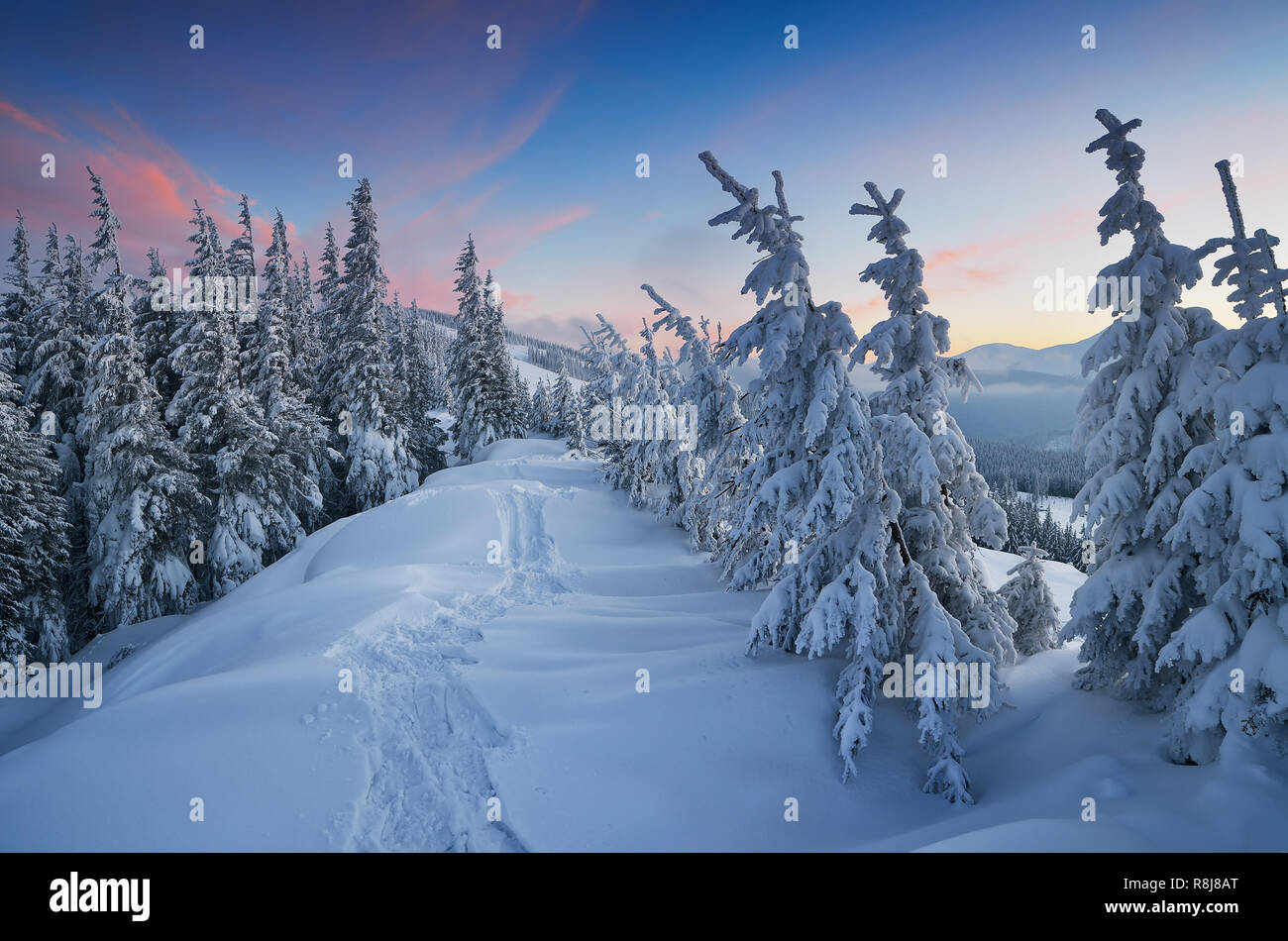 Immagini Paesaggi Natale.Abeti Sotto La Neve Foreste Di Montagna In Inverno Paesaggio Di Natale Il Percorso Nella Neve Carpazi Ucraina Europa Foto Stock Alamy