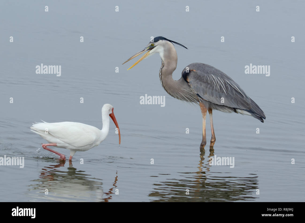 Airone blu (Ardea erodiade) in Florida's zone umide Foto Stock