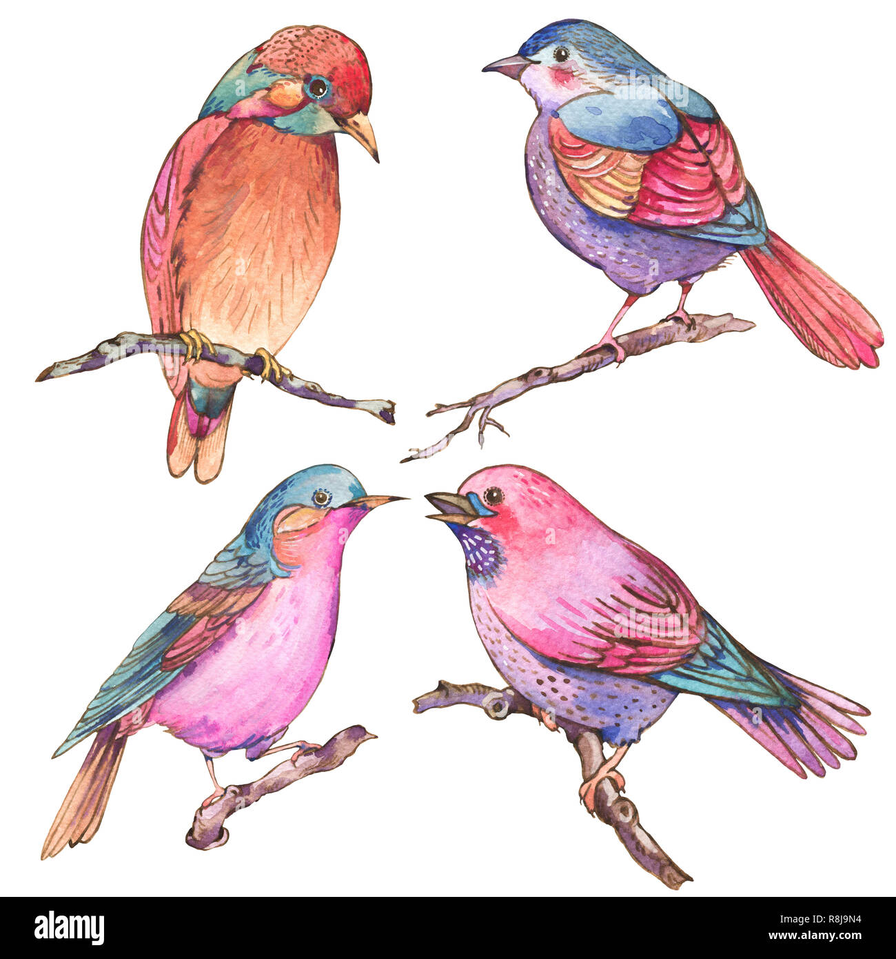 Serie di acquerelli colorati uccelli isolati su sfondo bianco,  illustrazione naturale, acquerello collezione di uccelli Foto stock - Alamy