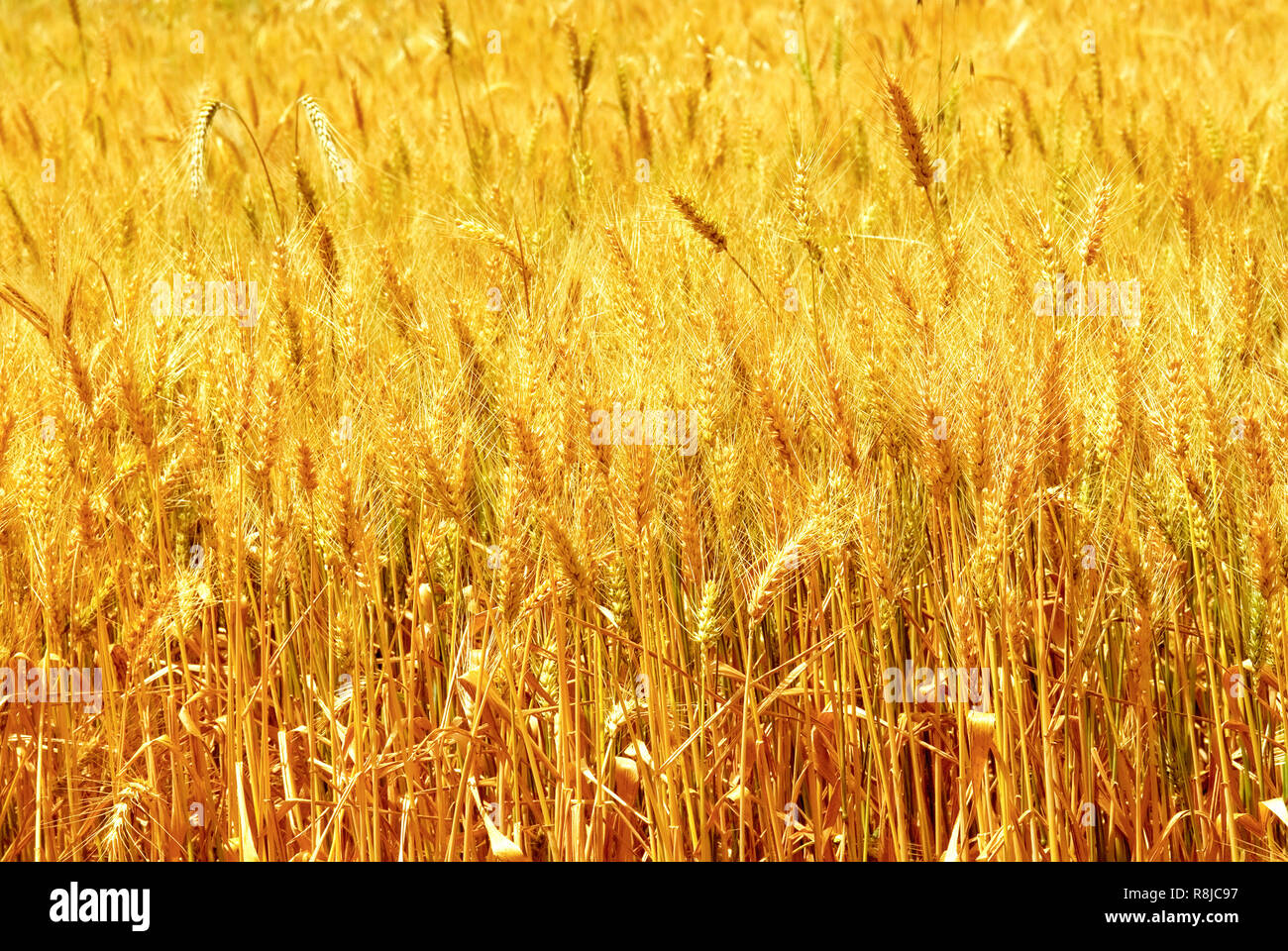 Golden campo di grano Foto Stock