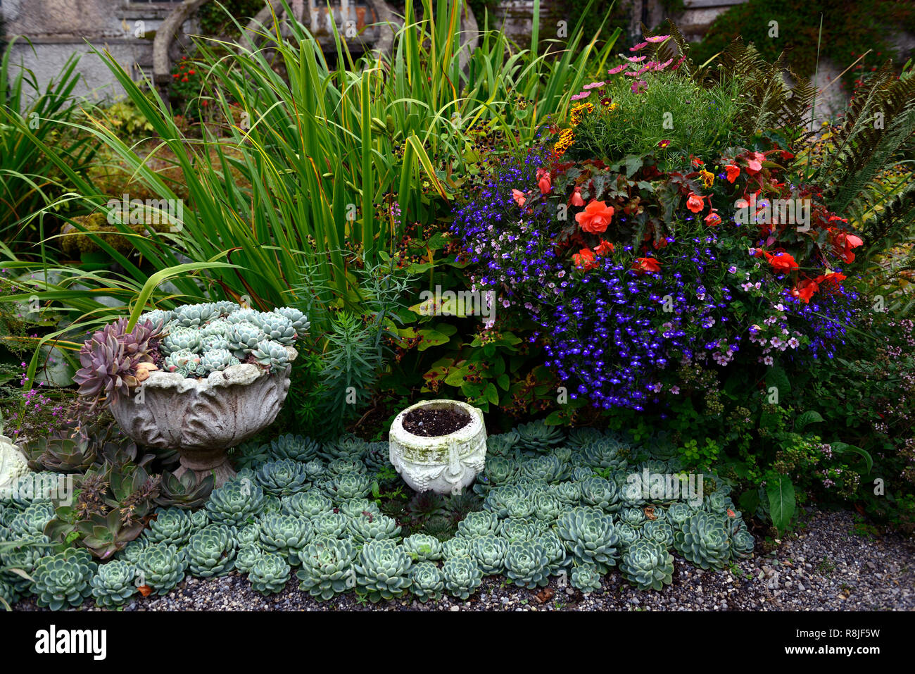 Begonia,lobelia,,rosso,blu,arancione,fiore,fiori,display,urna,formale,giardino,giardinaggio,mix,miscelati,contenitore,fogliame,sempervivum,succulenta,succulente,displ Foto Stock