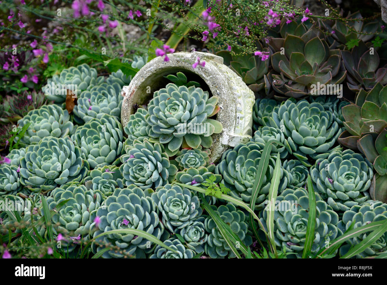 Sempervivum,succulenta,succulente,display,rovesciato urna,imitare,spill,versato,l'acqua,fluente,garden design,bed,confine,RM Floral Foto Stock
