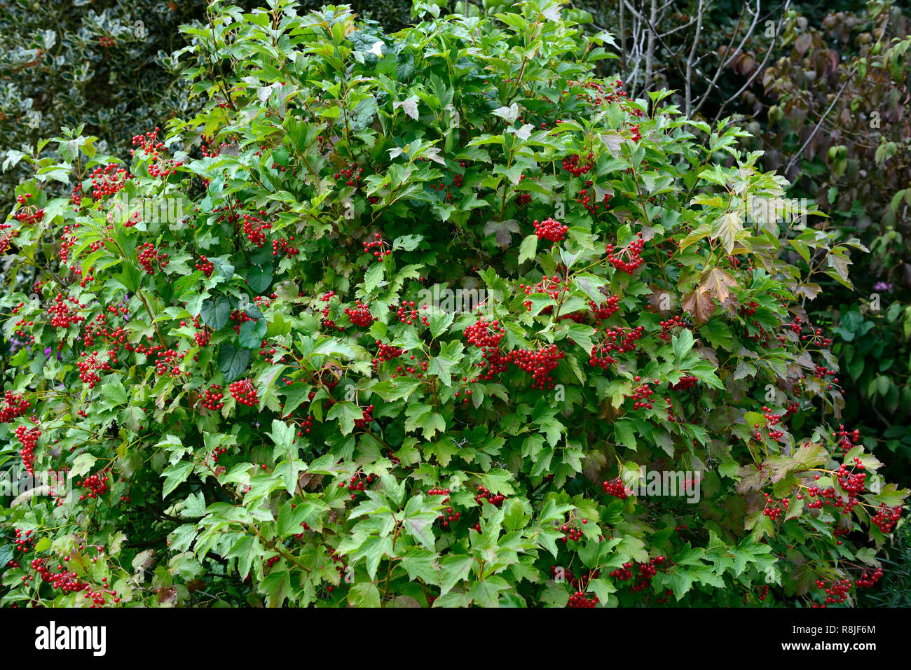 Viburnum opulus compactum,bacche rosse,Viburno Rose,autunno,autumnal,caduta,berry,,a bacca frutto,frutta,arbusto,arbusti,RM Floral Foto Stock
