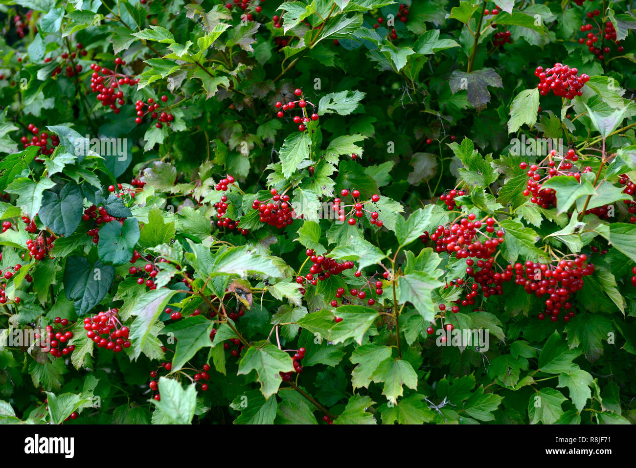 Viburnum opulus compactum,bacche rosse,Viburno Rose,autunno,autumnal,caduta,berry,,a bacca frutto,frutta,arbusto,arbusti,RM Floral Foto Stock
